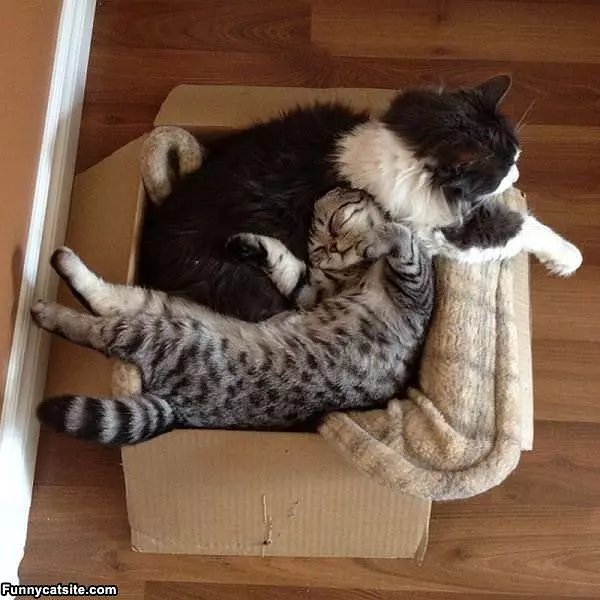 We Fit Great