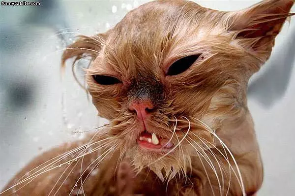 Wet Ugly Cat. Jpg