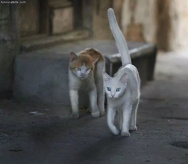 Mad Cat Is Mad