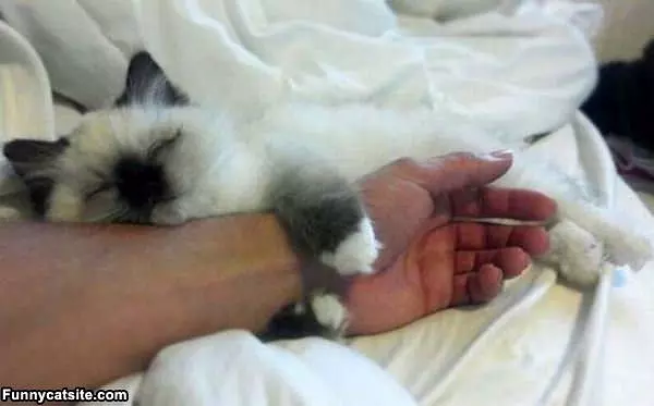 I Sleep Here Ok