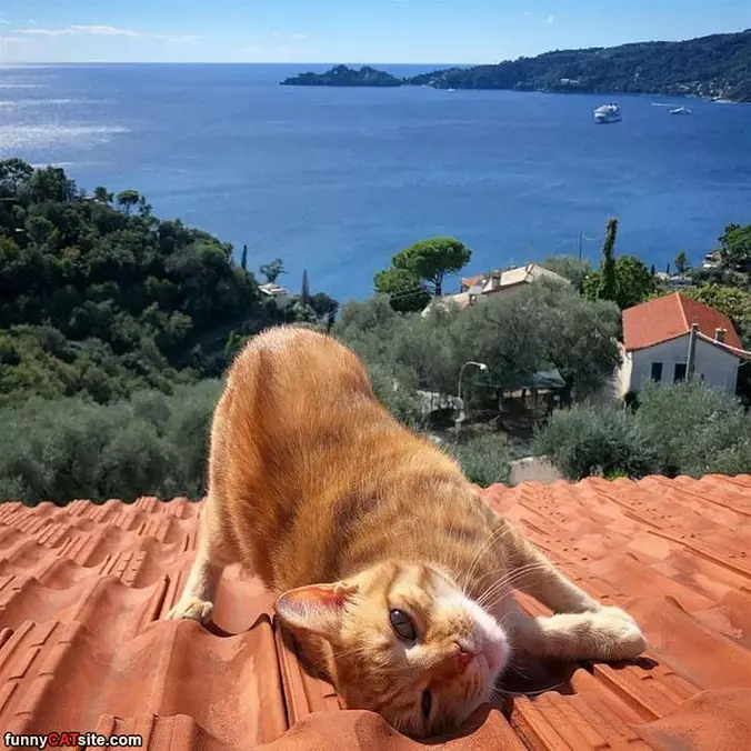 Nice View