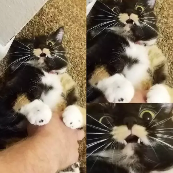 Raaaaaaaaa