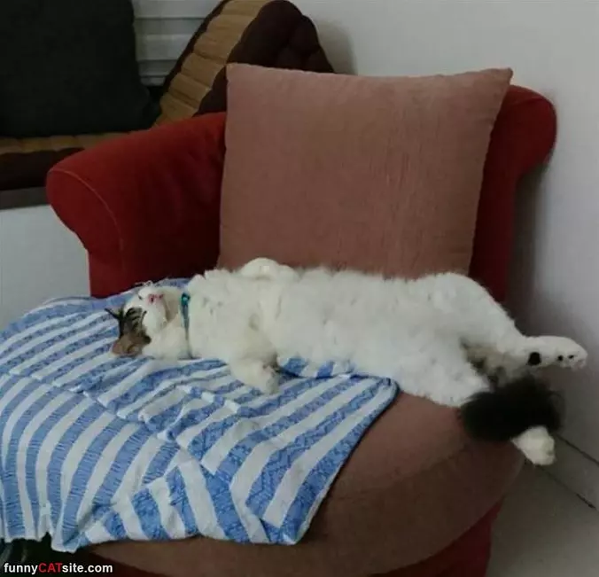 Lounging