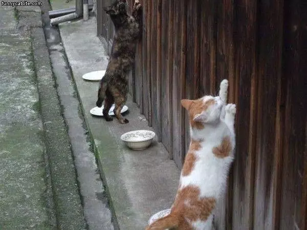 Wall Climb