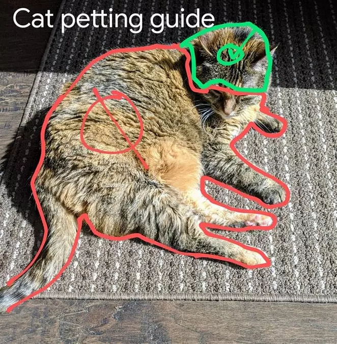 Cat Petting Guide
