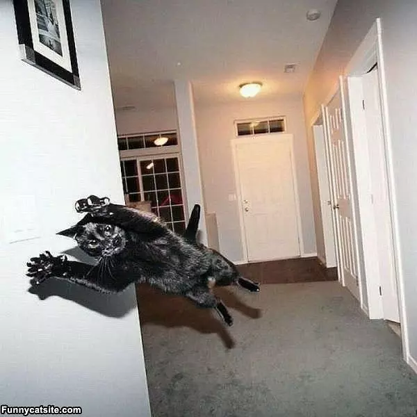 I Am The Super Cat
