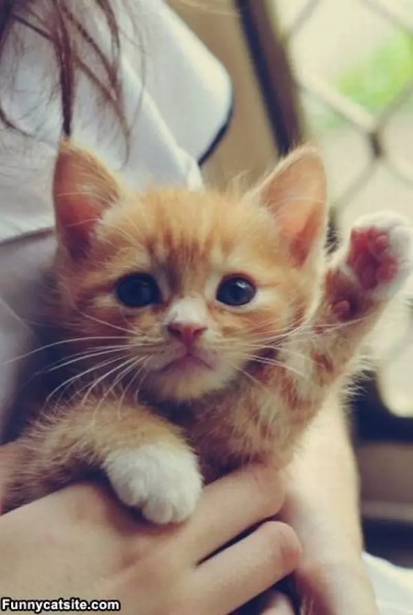 High Five