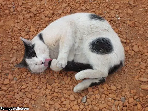 Moo Cat