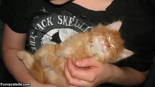 Ohhh Pet Me