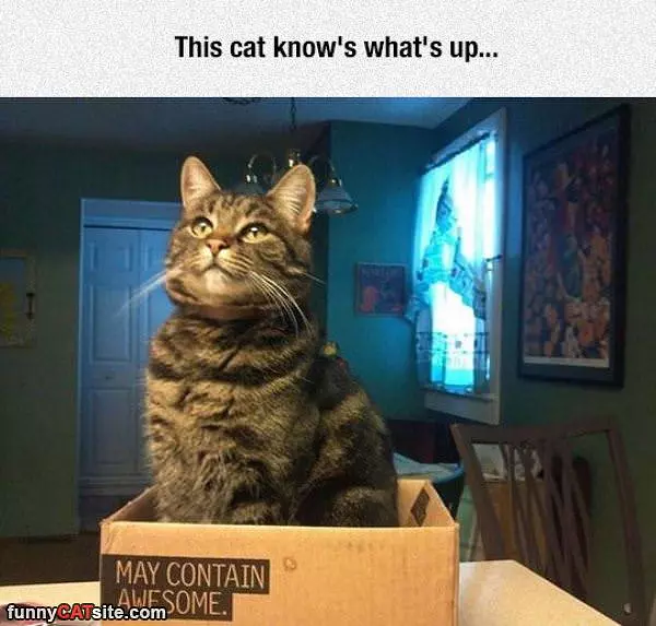 May Contain Awesome
