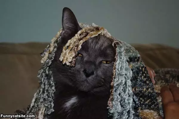 Lazy Hiding Cat