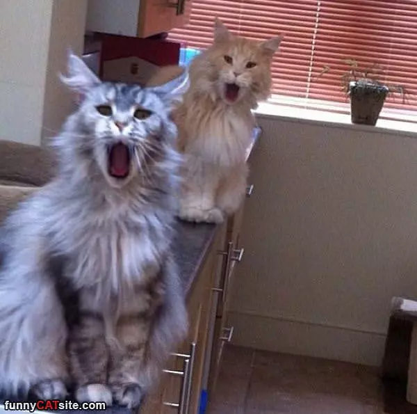 Double Yawns
