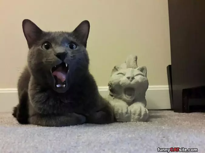 Meoooooow