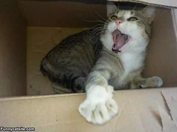 Hey Close The Box