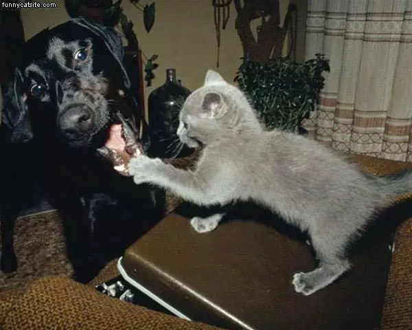 Kitten Fighter