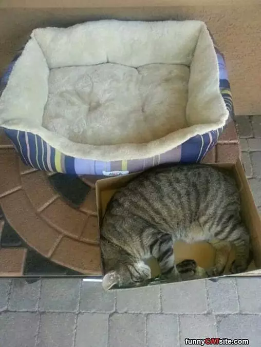 The Bed