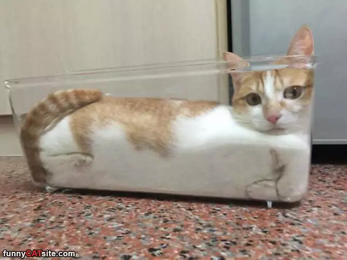 I Am Liquid