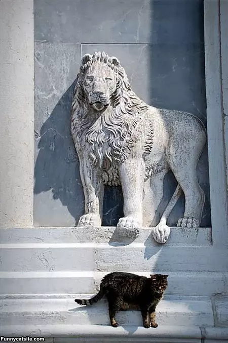 Lion Cat