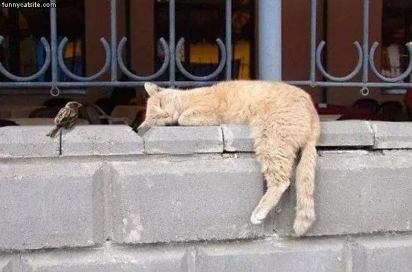 Sleepingwith Dinner
