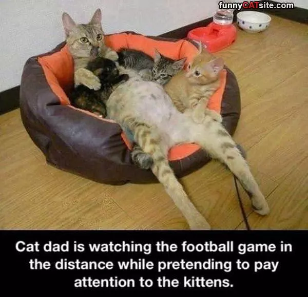 Cat Dad