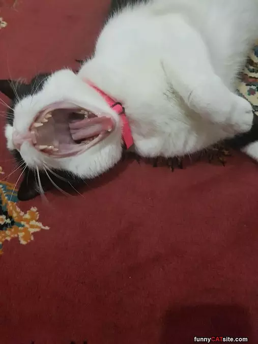 Rawrrrr