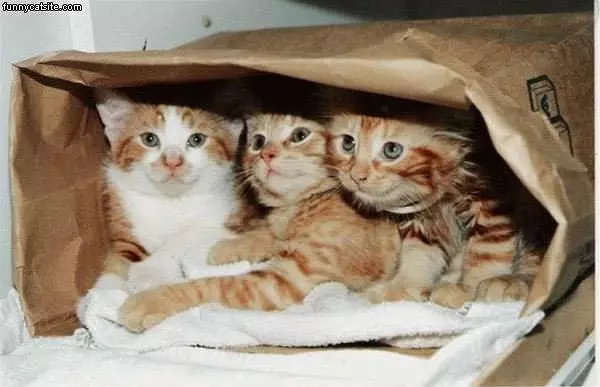 Cats Is A Bag