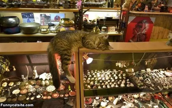 Guard Cat