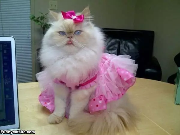 I Am All Dressed Up