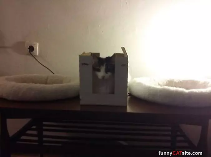 Down With Cat Beds