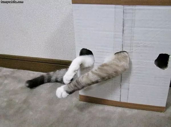 Box