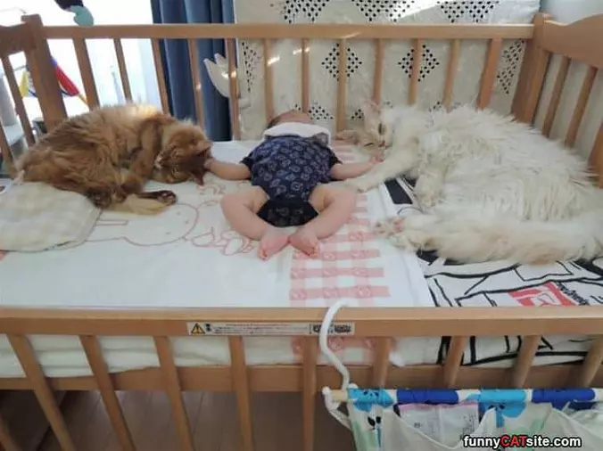 Asleep With My Kitties