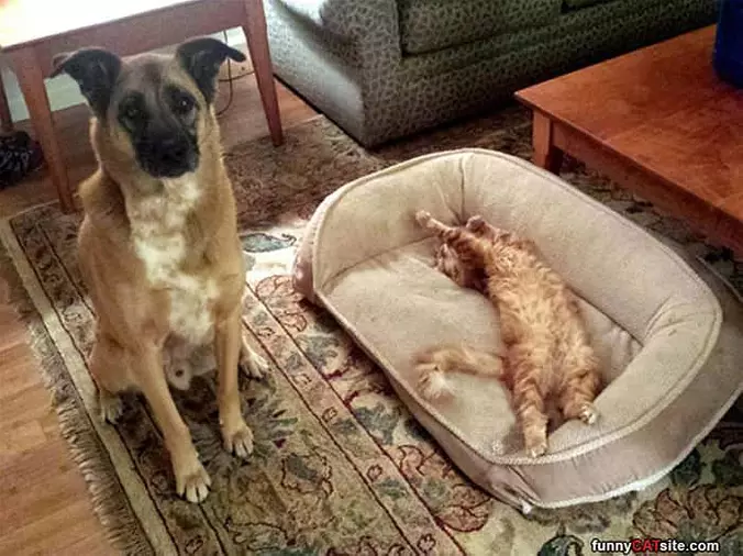 He Stole My Bed