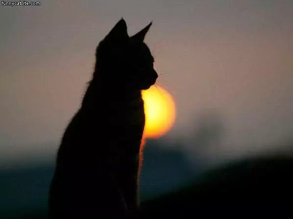 Sunset Cat