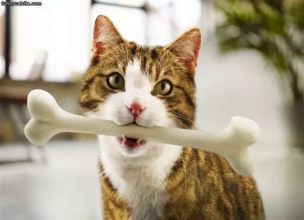 Bone Cat