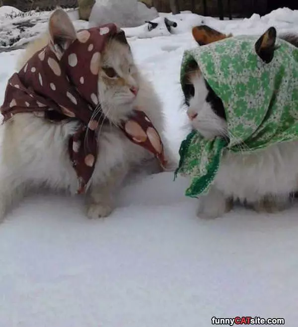 Babtcha Cats