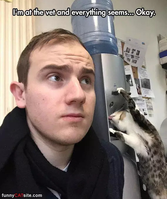 At The Vet