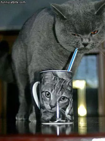 Thirsty Cat