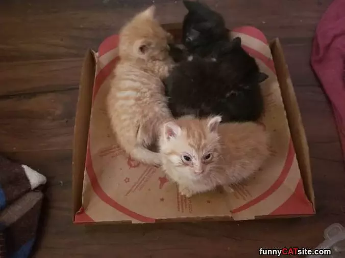 Box Of The Cats