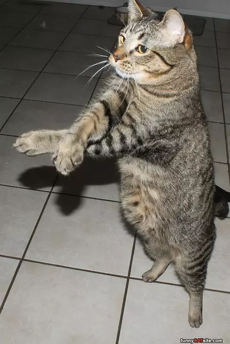 Get Up And Dance