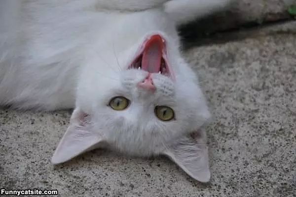 Upside Down Smiley Cat