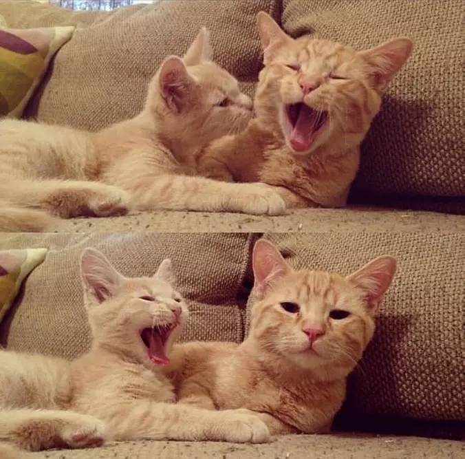 Yawns Are Contagious