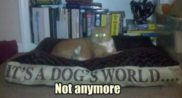 Its A Dogs World