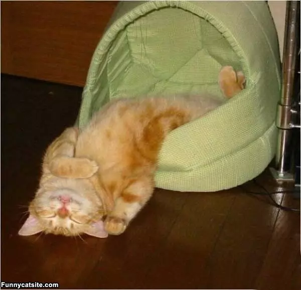 Im Not Getting Up