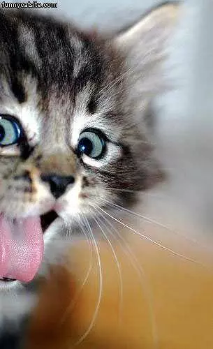 Cat Closeup