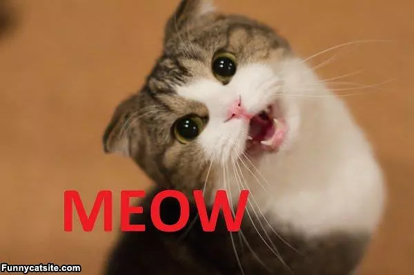 Meow