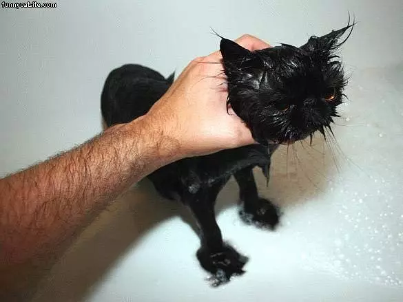 Wet Cat