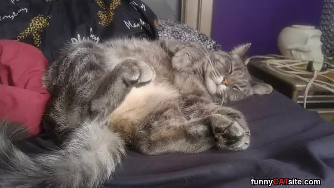 Super Relaxed Kitty