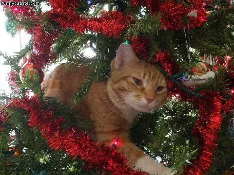 Aslan The Ornament