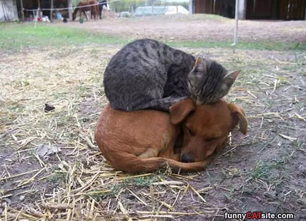 Good Bed