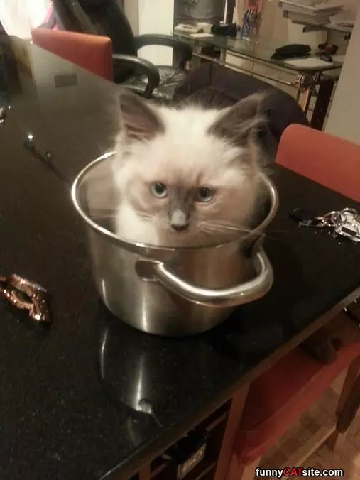 Pot Of Cat